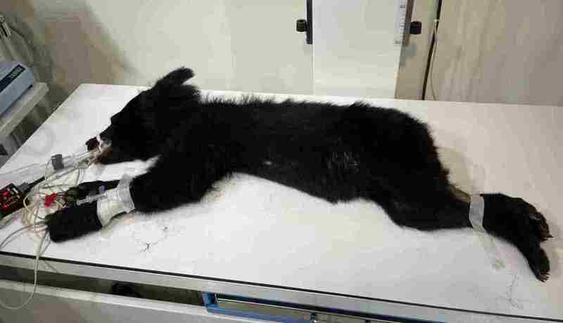 花蓮縣卓溪鄉立山村9日首度有黑熊入侵，經林業及
自然保育署花蓮分署誘捕後送醫檢查，初步研判該個
體應為台灣黑熊幼年公熊，體重12.3公斤、體長99.5
公分、體態消瘦且營養不良，無明顯外傷，院方將進
行營養補強與健康追蹤，再由花蓮分署評估野放可行
性。（林業及自然保育署花蓮分署提供）