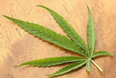 一名台灣女性涉嫌走私20公斤的液體大麻，但被關西機場緝毒犬嗅出味道因而落網。圖為大麻 (維基百科)