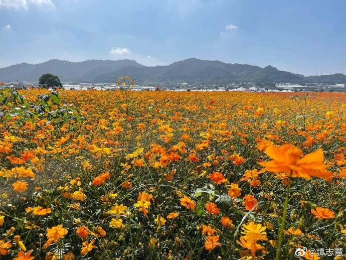 台中新社花海美景
