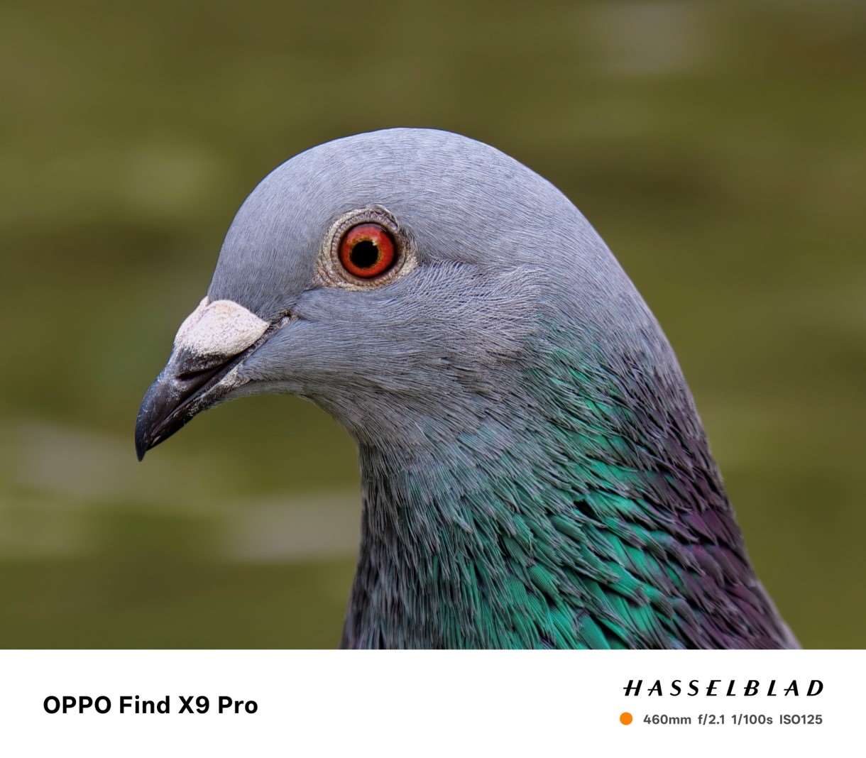 臉書、YT現場直播：晉身專業攝影師！鏡頭擴充後的手機，迎來全新拍照變革