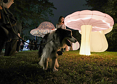 2025台北白晝之夜以Hi Story為主題，1日在圓山景觀公園盛大舉辦開幕儀式，吸引許多民眾把握機會到場參觀，還有人特別帶著家中毛小孩到場共襄盛舉。