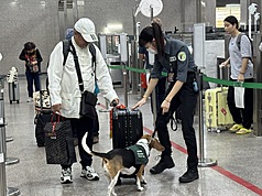 圖為防檢署檢疫犬嗅聞檢查旅客行李。資料照。（財政部關務署高雄關提供）
