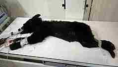 花蓮縣卓溪鄉立山村9日首度有黑熊入侵，經林業及
自然保育署花蓮分署誘捕後送醫檢查，初步研判該個
體應為台灣黑熊幼年公熊，體重12.3公斤、體長99.5
公分、體態消瘦且營養不良，無明顯外傷，院方將進
行營養補強與健康追蹤，再由花蓮分署評估野放可行
性。（林業及自然保育署花蓮分署提供）