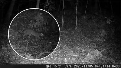 嘉義分署與鄒族獵人協會及國立屏東科技大學合作，推動阿里山鄉台灣黑熊分布熱點監測，意外拍到石虎蹤影。(圖:農業部林業及自然保育署嘉義分署)