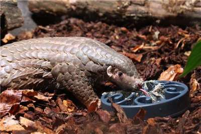 雌性短尾穿山甲「潤喉糖」。資料照。