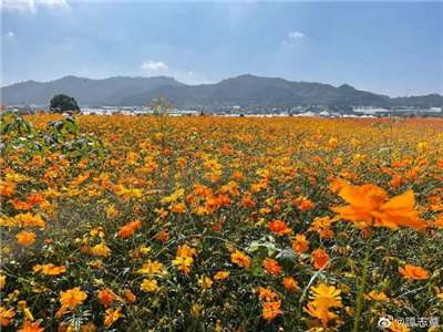 台中新社花海美景