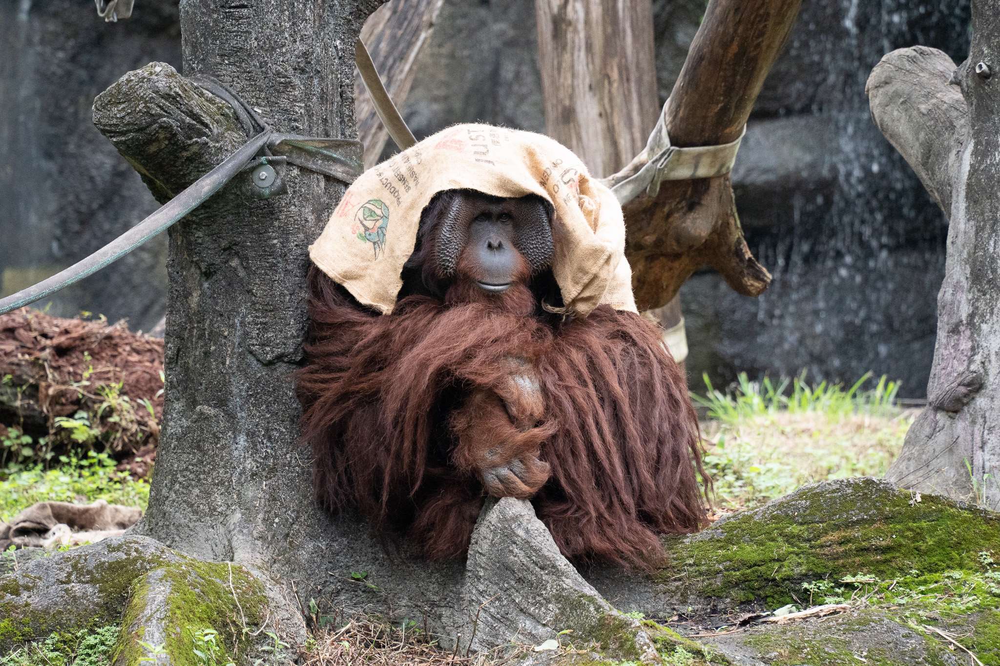 為了讓園區動物能舒適度過寒冬，北市動物園啟動多項禦寒措施，麻布袋也是動物們的保暖好幫手。(北市動物園提供)