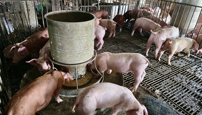 行政院拍板自民國2027年起全面禁用廚餘養豬，但也訂緩衝期，開放有條件使用廚餘到2026年12月31日止。圖為高雄養豬場一景。

