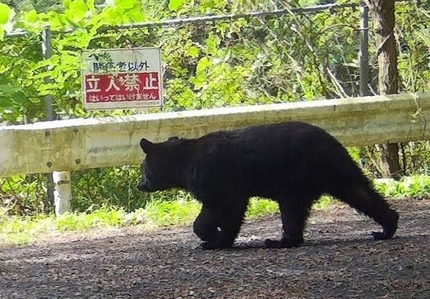 自今年4月以來，日本全國已有13人死於被熊襲擊，創下紀錄。圖為在秋田縣出沒的黑熊。(X平台)