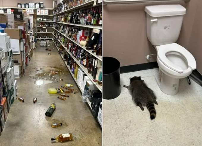 美國一隻浣熊跑到商店內打破酒類商品，結果喝醉倒臥馬桶旁的畫面在網路爆紅。(FB@Hanover County Animal Protection and Shelter)