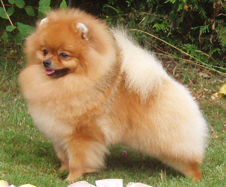 博美犬示意圖 (維基百科)