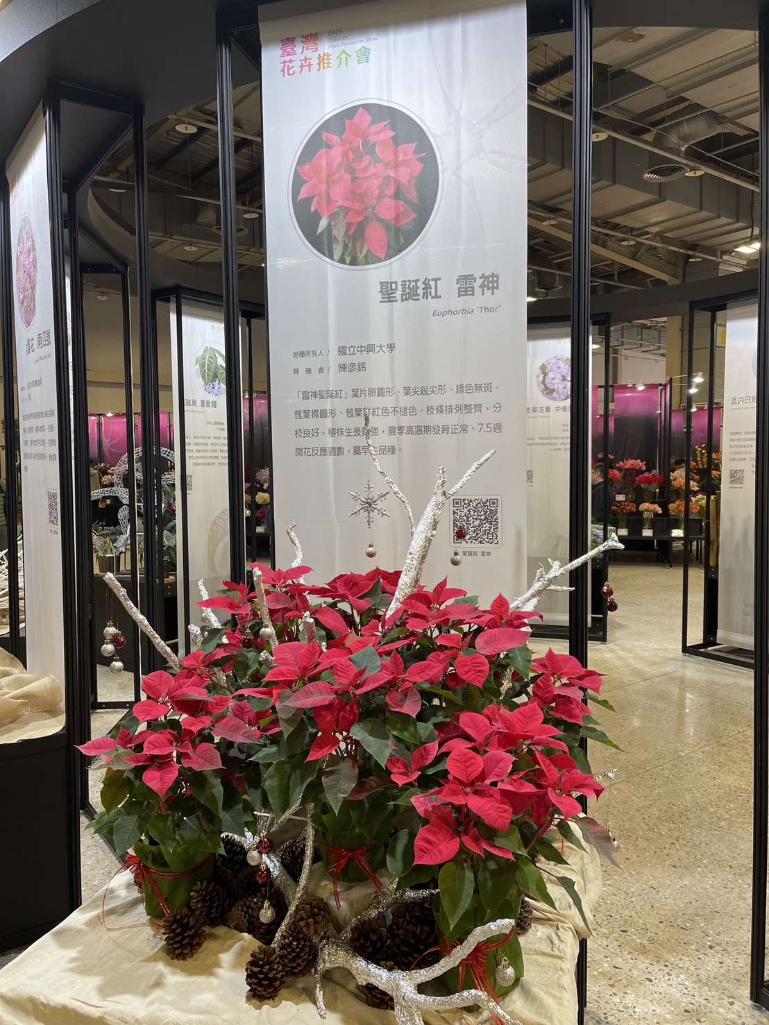 雷神聖誕紅  本照片轉載自 興大官網 