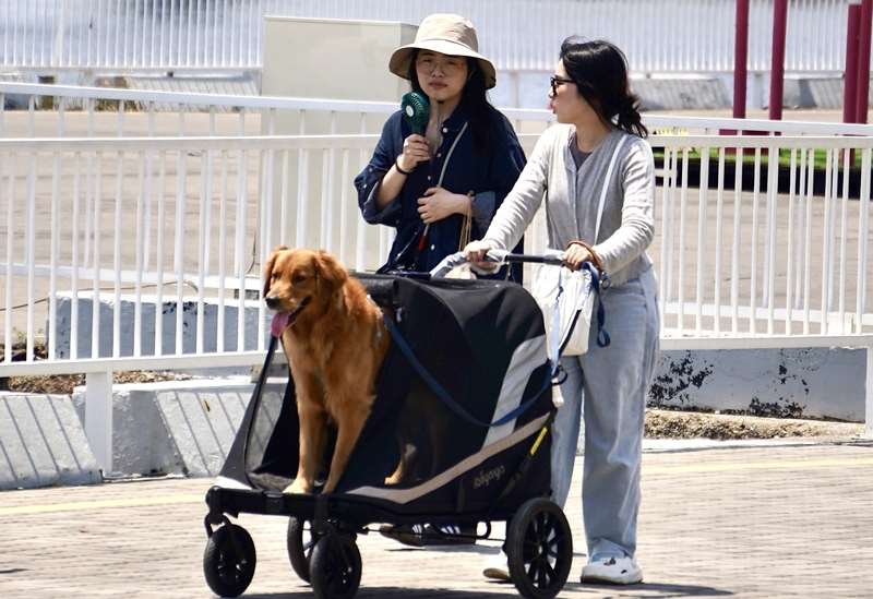 保險業者推出五花八門的寵物險。圖為民眾帶寵物出遊。資料照。
