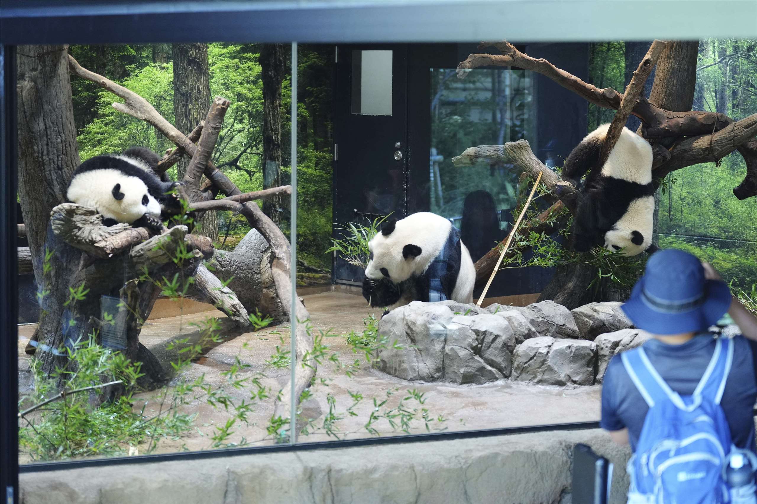 上野動物園長期以來受惠於貓熊外交，並曾和中國與美國機構合作，成功繁殖了貓熊。資料照。