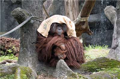 為了讓園區動物能舒適度過寒冬，北市動物園啟動多項禦寒措施，麻布袋也是動物們的保暖好幫手。(北市動物園提供)