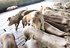 廚餘養豬規劃全面禁止，農業部將與豬農討論、明年暫訂轉型期。示意圖。