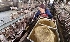 行政院院會4日通過「因應非洲豬瘟之廚餘養豬政策調整及廚餘去化」報告，規範廚餘養豬期限到2026年12月31日止，2027年起全面轉型飼料養豬。圖為高雄某養豬場豬農以飼料餵養豬群。