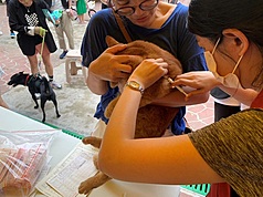 115年1月1日起，飼主未幫愛貓植入晶片並完成寵物登記，將依動物保護法裁處新台幣3000元至1萬5000元罰鍰。資料照片。（新北市動保處提供）
