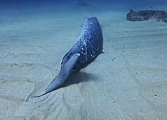 一名潛水教練16日在小琉球發現一隻死亡鯨豚，經海洋保育署等單位檢視影像，初步判斷為喙鯨科物種，身長約4公尺，死亡原因不明。（潛水教練「宣宣」提供）