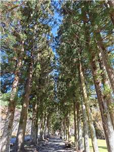 武陵農場森林療癒步道