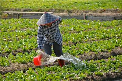 朝野立委相繼提出「農民退休儲金條例」修法，調整農民儲金負擔比例，以及調高「老農津貼」相關修法。示意圖。(Louis Lo/Unsplash圖庫)