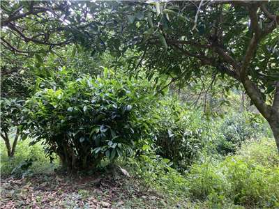 林保署南投分署  林下經濟之臺灣山茶