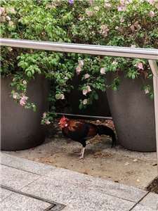 新加坡烏節路上的一隻流浪雞(聽友:林妙恩拍攝提供)