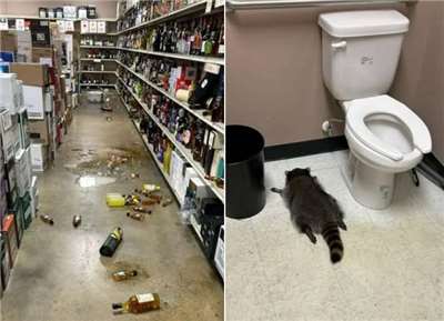 美國一隻浣熊跑到商店內打破酒類商品，結果喝醉倒臥馬桶旁的畫面在網路爆紅。(FB@Hanover County Animal Protection and Shelter)