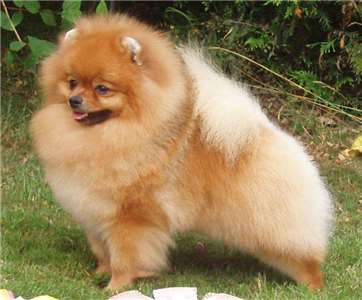 博美犬示意圖 (維基百科)
