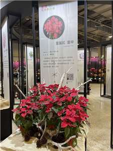 雷神聖誕紅  本照片轉載自 興大官網 