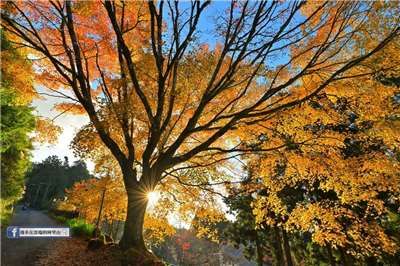 本照片轉載自黃源明老師的「漫步在雲端的阿里山」粉絲頁