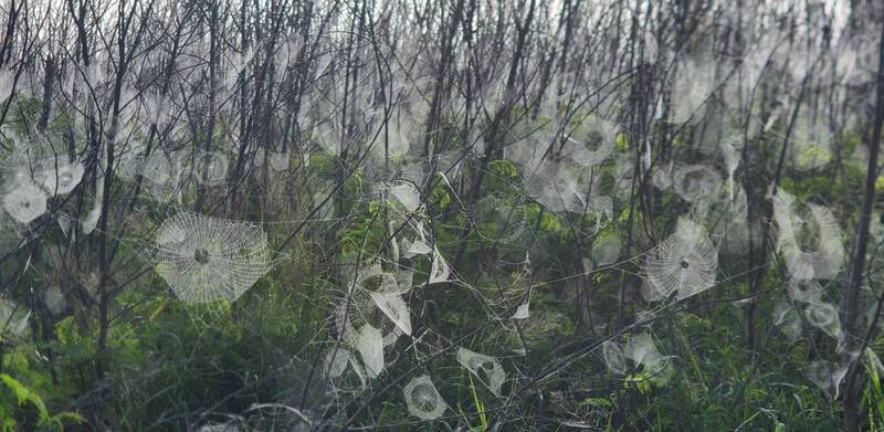 澎湖媽祖園區一帶林木8日在濃霧、水氣及陽光照射
下，編掛在林木間大小不一的蜘蛛網一一浮現，宛若
一片雪白般的蜘蛛網海，成為罕見景觀。