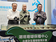 ED
台達電、珍古德與海科館3方合作 啟動珊瑚復育推廣
台達集團創辦人、台達電子文教基金會董事長鄭崇華
（左起）與國際知名生態學家珍古德、國立海洋科技
博物館館長王明源，6日宣布3方合作，啟動珊瑚復育
的教育推廣。
中央社記者曾仁凱攝 114年6月6日
