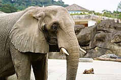 台北市立動物園42歲非洲象「美代」近日出現持續性
體溫偏高及脫水情形，在徵求專家意見及參閱文獻
後，6日決定協助牠有尊嚴地離開，感謝牠陪伴大家
的時光。（台北市立動物園提供/中央社）
