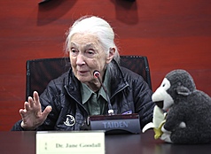 珍古德教育及保育協會邀請國際知名靈長類動物學家
暨聯合國和平大使珍古德（Jane Goodall）（圖）來台
演講，並安排珍古德9日於唐獎基金會接受媒體聯
訪，訪談中珍古德也回應AI相關議題。
