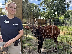 避免台北市立動物園的斑哥羚羊斷香火，休士頓動物園將送一隻名叫Harris的斑哥羚羊來台繁衍。