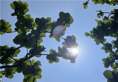 氣象署表示，16日受西南風沉降影響，台東吹焚風，午後太麻里高溫達攝氏39.2度最高，太麻里3處測站高溫均逾38度。