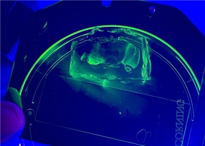 中研院團隊創全球之先，採用聚丙烯酸鉀聚合物製作凝膠，開發新型膨脹顯微術，登上國際期刊「自然通訊」。圖為團隊展示原尺寸果蠅腦（下方螢光綠點），以及藉由凝膠把體積放大約51萬2000倍的果蠅腦（上方螢光綠塊狀物）。(圖：中央社)