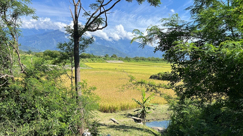 今年第4號颱風丹娜絲已經在5日凌晨生成，氣象專家估颱風明天(6日)至7日下午影響最大，南台灣首當其衝。圖為台東地區尚未收割水稻。(中央社)