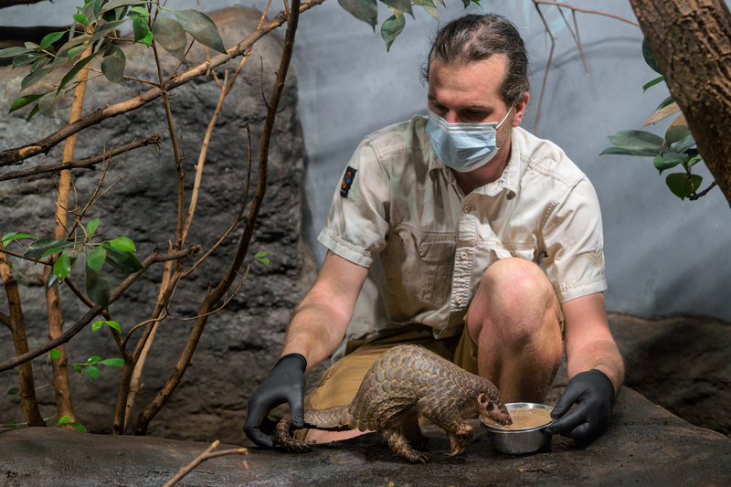 布拉格動物園去年7月迎來第二隻台灣穿山甲寶寶Connie，如今Connie已滿週歲。園方表示，Connie個
性活潑，每天喜歡自己築巢，也很積極爬樹。（布拉格動物園提供）