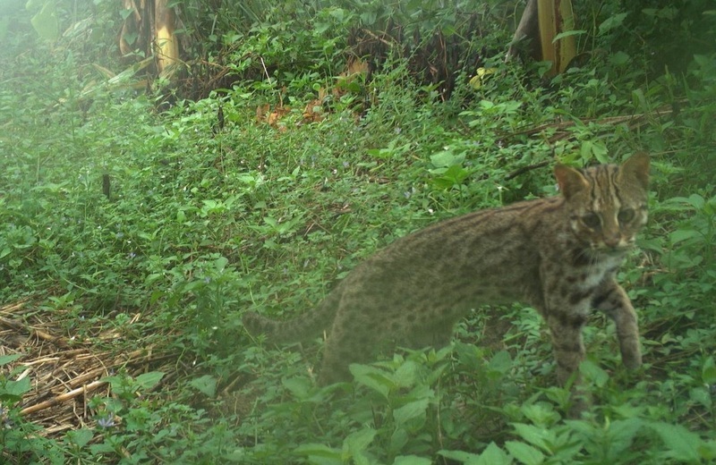 近期屢傳外籍勞工在台涉犯《野生動物保育法》以及《動物保護法》，受害動物包含石虎(圖)、水鹿、山羌、獨角仙等。（資料照/林業及自然保育署南投分署提供）