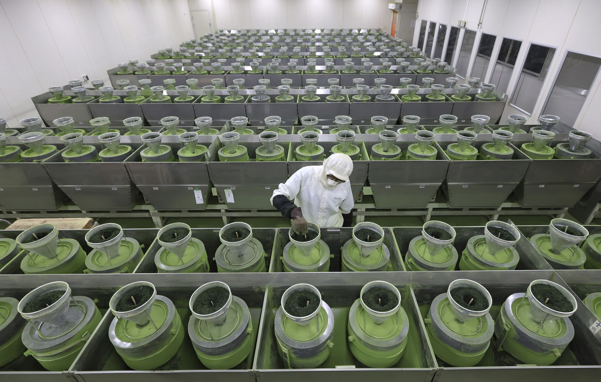 圖為位於宇治市的抹茶工廠。 (檔案照)