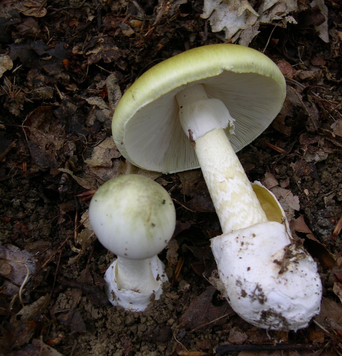 死帽菇是世界上最毒的蘑菇之一。(圖：維基百科)