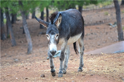 受到中國對阿膠這類中藥材的需求激增下，巴西驢群在1990年至2024年期間已減少94%。示意圖。 (Pixabay)