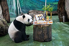 台北市立動物園保育員運用竹枝、蔬果等食材製作露
營主題冰蛋糕，並用葡萄拼成12，為大貓熊「圓仔」
慶祝12歲生日。
（台北市立動物園提供）