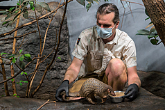 布拉格動物園去年7月迎來第二隻台灣穿山甲寶寶Connie，如今Connie已滿週歲。園方表示，Connie個
性活潑，每天喜歡自己築巢，也很積極爬樹。（布拉格動物園提供）