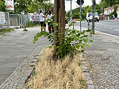 德國大城市夏季越來越頻繁出現枯黃的草地，近年需投入更多資金「養草」來綠化城市。圖為柏林行道樹下乾枯發黃的雜草。