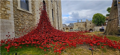 二戰期間倫敦塔遭德軍轟炸，災情慘重，紀念終戰，倫敦塔再度邀請陶瓷藝術家Paul Cummins，將他設計的陶瓷罌粟花安排在白塔旁的草地，提醒世人莫忘戰爭造成的傷痛(黃貞貞攝)