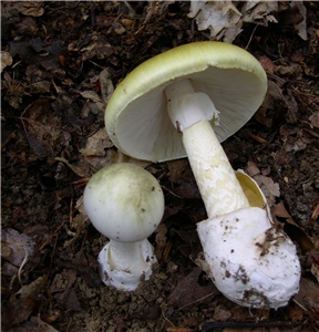 死帽菇是世界上最毒的蘑菇之一。(圖：維基百科)