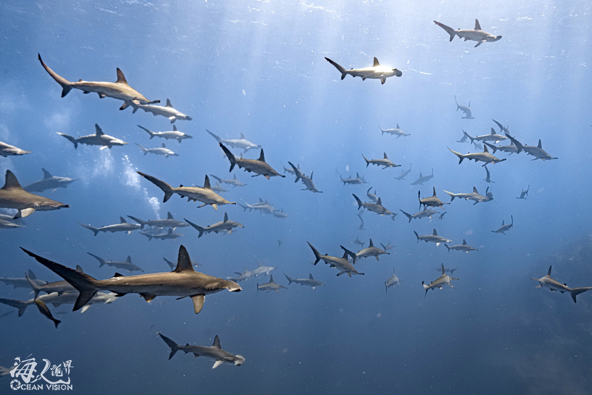 在日本伊豆半島可以看到成群鎚頭鯊的壯觀場面（京太郎提供）